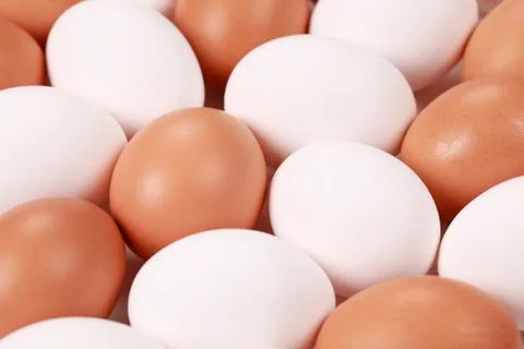 Collection of eggs Stock Photos