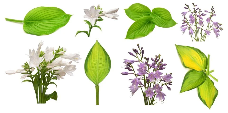 Collection elements green hosta leaf and flowers isolated on white backgrou.. Stock Photos