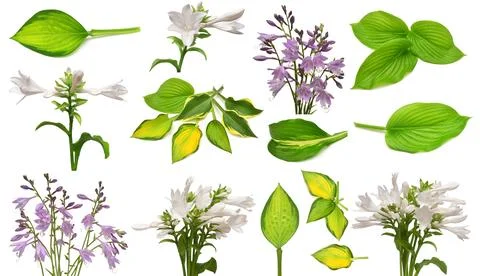 Collection elements green hosta leaf and flowers isolated on white backgrou.. Stock Photos