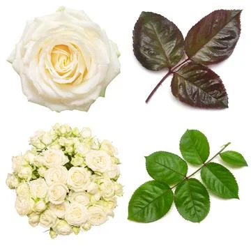 Collection of elements roses bouquet, branch with leaves and flower head. F.. Stock Photos
