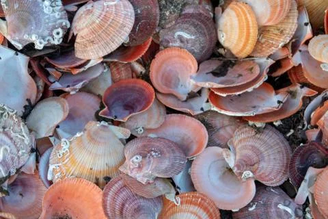 Collection of empty scallop shells on a beach Stock Photos