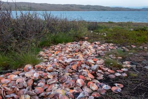 Collection of empty scallop shells on a beach Stock Photos