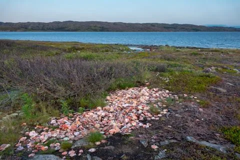 Collection of empty scallop shells on a beach Stock Photos