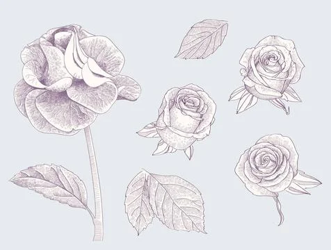 Collection of engraved roses and leafs Collection of engraved roses and le... Stock Photos