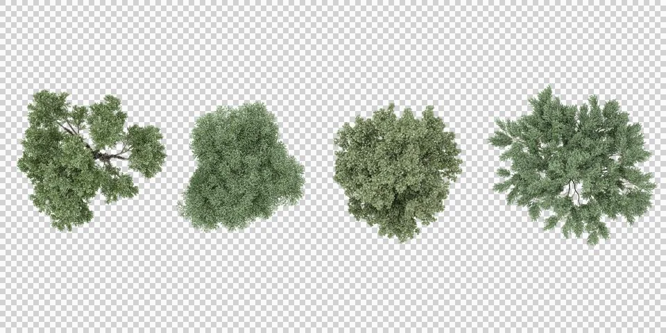 Collection of Eucalyptus,Birch trees isolated on white background, tropical.. Stock Illustration