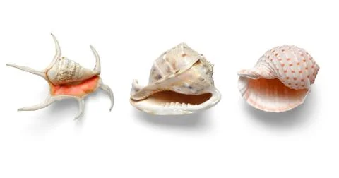 Collection Exotic shells isolated on a white background Stock Photos