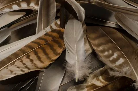 A collection of feathers Stock Photos