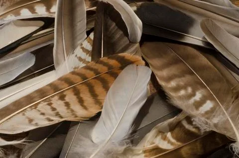 A collection of feathers Stock Photos