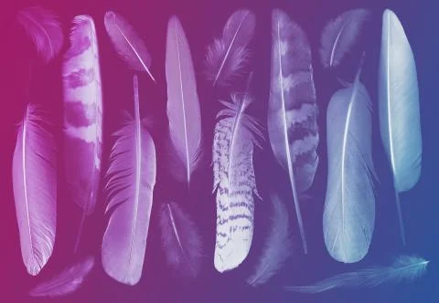 Collection of feathers Stock Photos