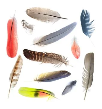 Collection of feathers Stock Photos