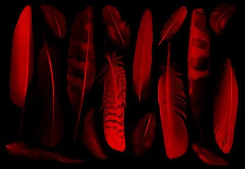 Collection of feathers Stock Photos