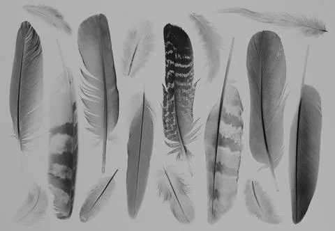Collection of feathers Stock Photos