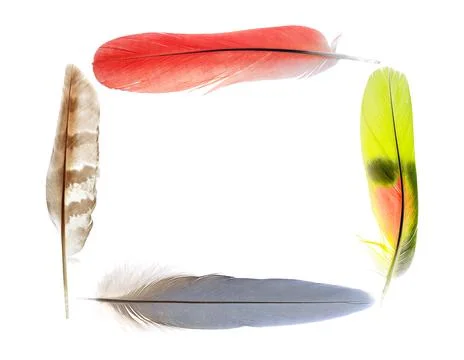 Collection of feathers Stock Photos