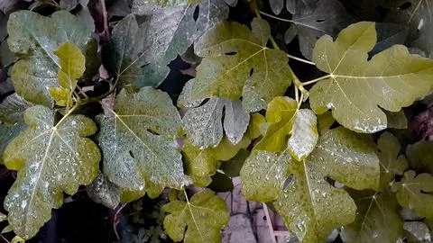 Collection of fig tree leaves under the rain Stock Photos