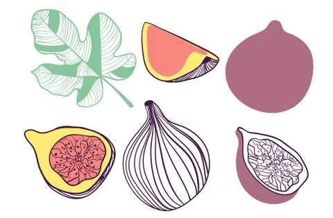 Collection of figs. Fruit, leaf and piece of fig. Vector hand drawn illustration Stock Illustration