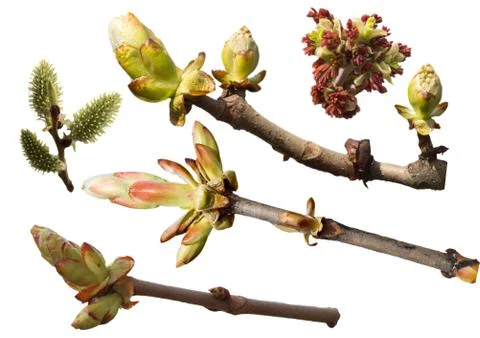 Collection of flowering branches Stock Photos