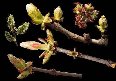 Collection of flowering branches Stock Photos