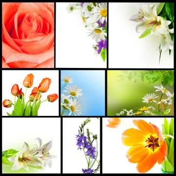 Collection flowers Stock Photos
