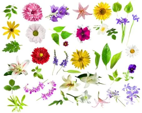 Collection of flowers Stock Photos