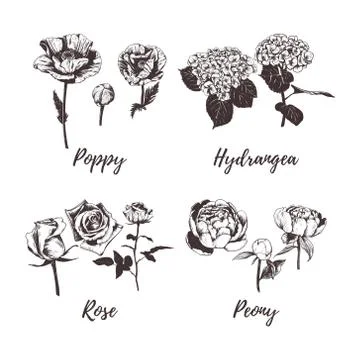 Collection of flowers vector illustration. Stock Illustration