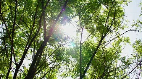 A collection of foliage sunshine meadows Stock Footage 292595052