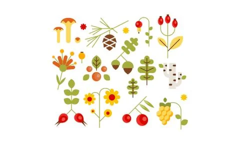 Collection of forest design elements, botanic signs, herbs, mushrooms, berries Stock Illustration