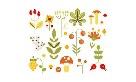 Collection of forest design elements, herbs, mushrooms, berries, tree leaves 스톡 일러스트