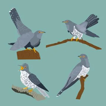 Collection of four cuckoos in different positions Stock Illustration