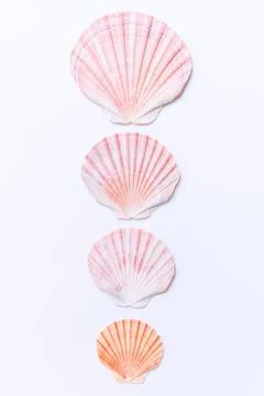 Collection of four shells. Scallop in a row. Isolated on a white background. Stock Photos