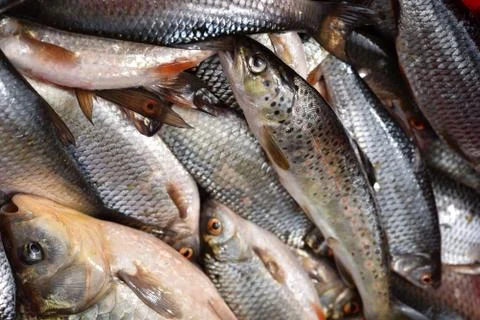 Collection of fresh fish Fotos Stock