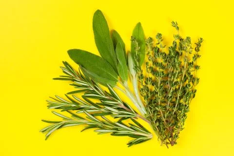 Collection of fresh herbs for cooking isolated on yellow background. Bunch of Stock Photos