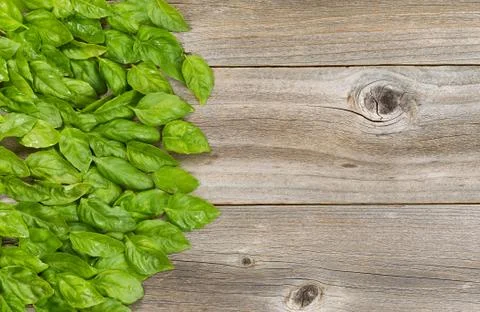 Collection of fresh large basil leafs on aged wooded table Stock Photos