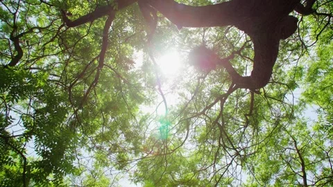 A collection of fresh summer sunshine through the leaves Stock Footage 292595435