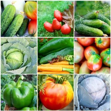 Collection of fresh vegetables Stock-Fotos