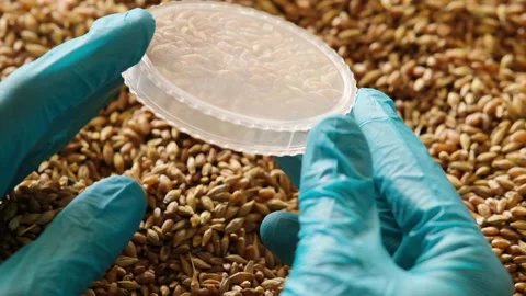Collection of grain samples for further analysis. Slow motion Stock Footage 232257352