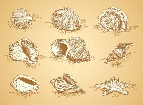 Collection graphic images seashell, vector set Stock Illustration