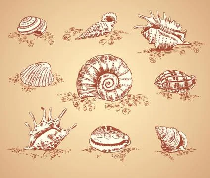 Collection graphic images seashell, vector set 스톡 일러스트