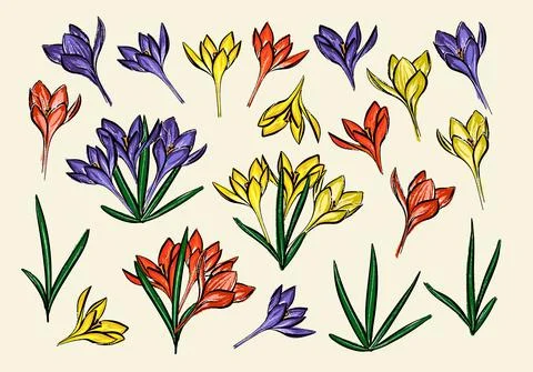 Collection of grass and crocus. A set of purple yellow and red spring flowers. Stock Illustration
