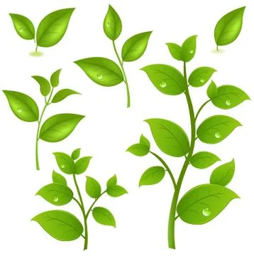 Collection of green branches Stock Illustration