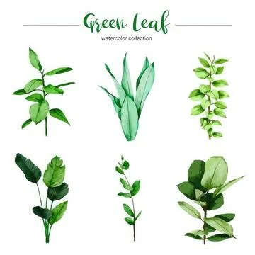 Collection of green leaf illustrations in different styles Stockillustratie