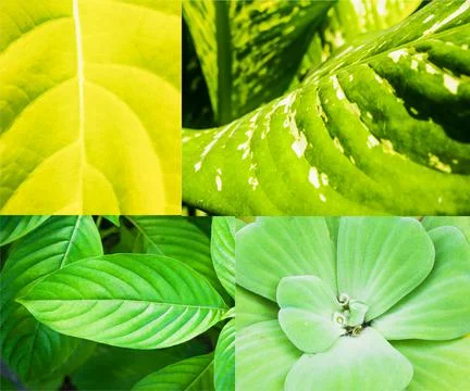 Collection of green leaf texture background Stock Photos