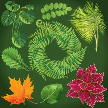 Collection of green leaves. Vector Stock-Illustration