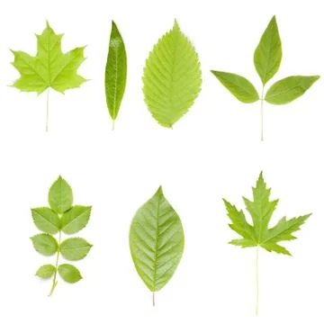 Collection of green tree leaves Stock Photos