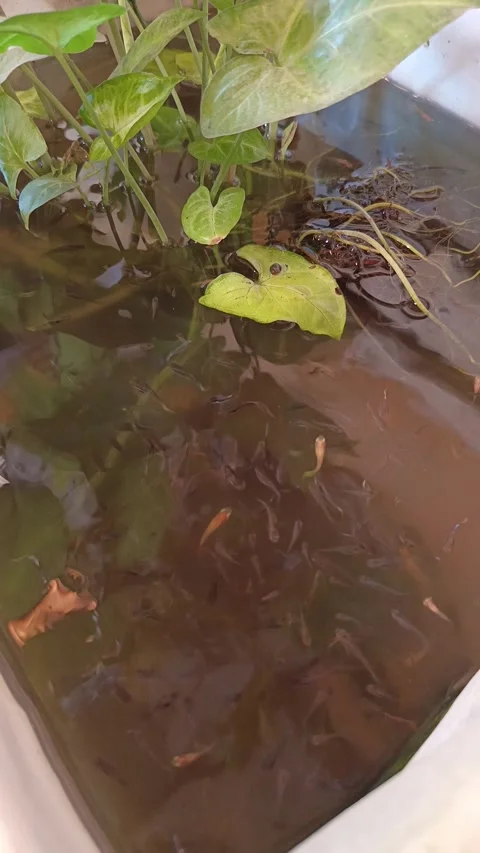 A collection of guppies in a small pond Stock Footage 272953987