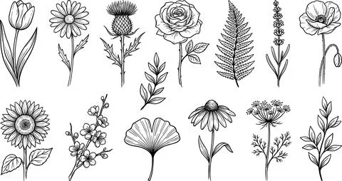 Collection of Hand-Drawn Botanical Illustrations of Various Flowers and Plant Ilustração Stock