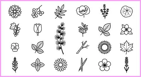 Collection of Hand-Drawn Botanical Illustrations and Floral Elements. Stock Illustration