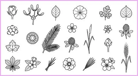 Collection of Hand-Drawn Botanical Illustrations of Various Plants and Flower Иллюстрация