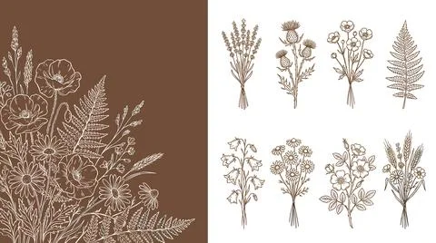 Collection of Hand-Drawn Botanical Illustrations of Wildflowers and Ferns. Иллюстрация