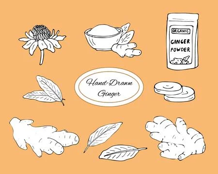 Collection of hand-drawn ginger Stock Illustration