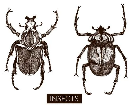 Collection of hand drawn insect illustrations. Stock Illustration